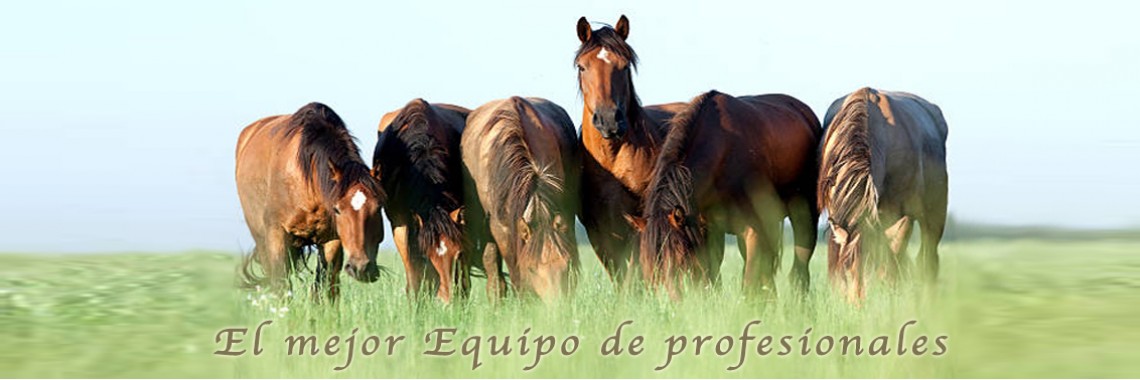 Nutra Horse