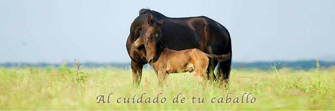 Nutra Horse
